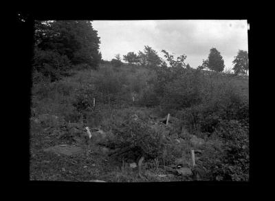 Chemical eradication, Schoharie County