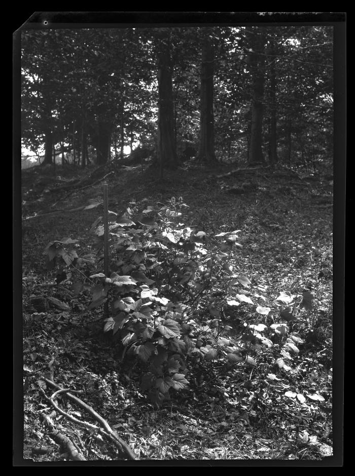 Escaped Ribes nigrum, Cherry Creek, Chautauqua County