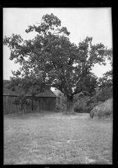 White Oak on Cook estate