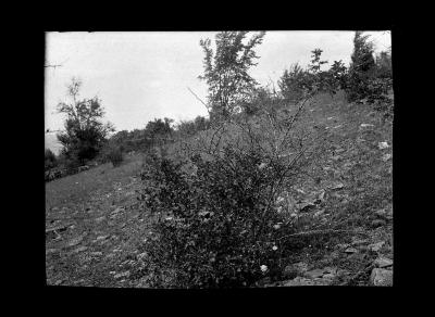 Picture of a landscape taken on an incline, Schoharie County