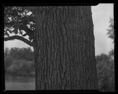 Article on Oaks: Close-up of trunk on White Oak tree showing characteristic light color and scaly bark