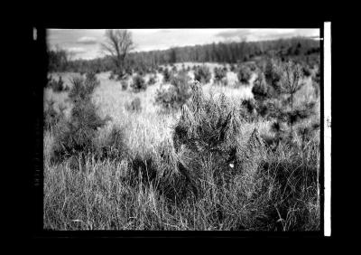 Weather-injured red pines, Lewis, Essex County