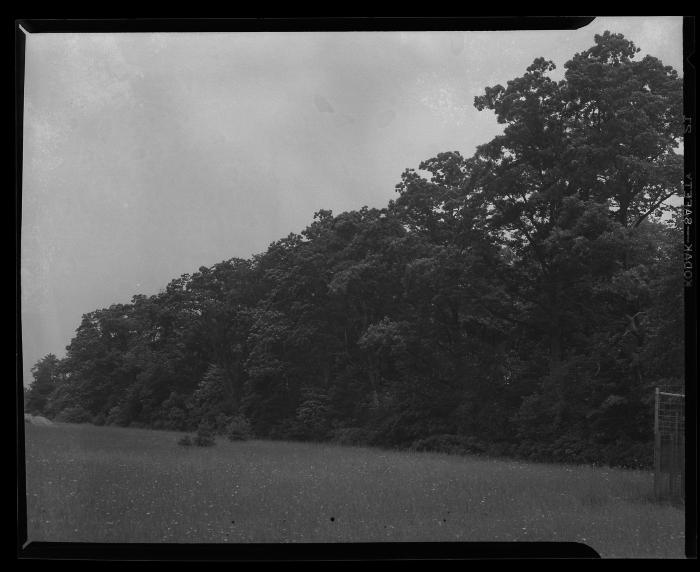 Close-up of White Oak trunk along road past duck pond