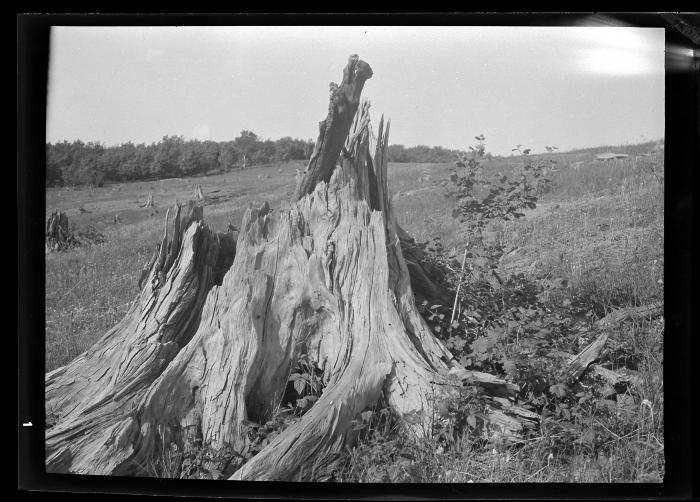 Old pine stump with ribes seedlings, Schoharie County