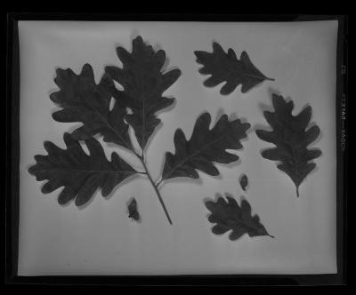 Article on Oaks: Lay-out of white Oak leaves and acorns