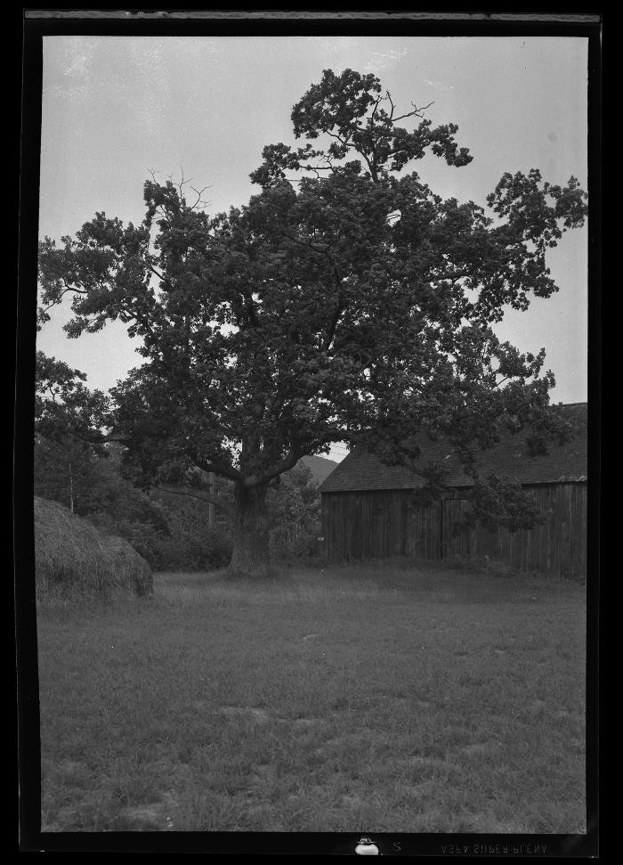 White Oak on Cook estate