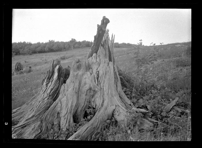 Old pine stump with ribes seedlings, Schoharie County