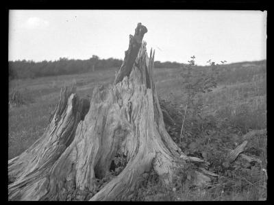 Old pine stump with ribes seedlings, Schoharie County