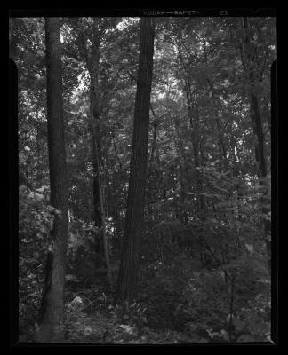 Article on Oaks: Red Oak trunk showing characteristic "ironed-out" effect on the bark ridges