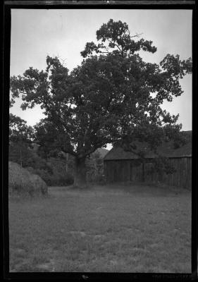 White Oak on Cook estate