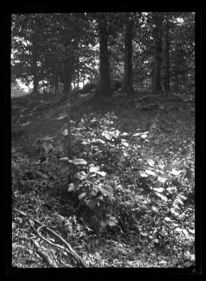 Escaped Ribes nigrum, Cherry Creek, Chautauqua County