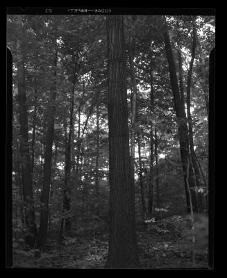 Article on Oaks: Trunk of Red Oak tree showing "ironed-out" appearence of bark on upper portion and rough bark on the lower