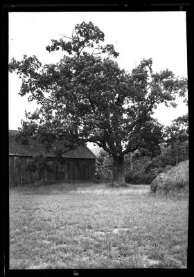 White Oak on Cook estate