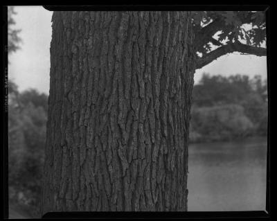 Article on Oaks: Close-up of trunk on White Oak tree showing characteristic light color and scaly bark