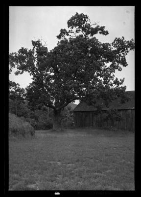 White Oak on Cook estate