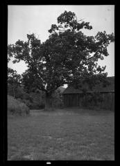 White Oak on Cook estate