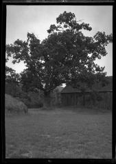 White Oak on Cook estate