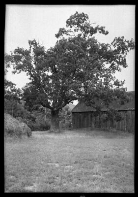 White Oak on Cook estate