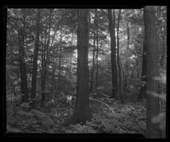 Article on Oaks: Horizontal view of typical Red Oak stand