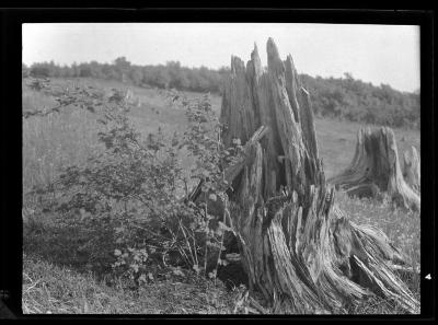 Ribes surrounding an old pine stump, Schoharie County