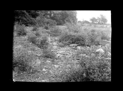 Chemical eradication, Schoharie County