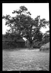 White Oak on Cook estate