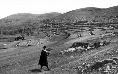 Terraces sown with wheat near Yellow River, Mount Tai Shan, China