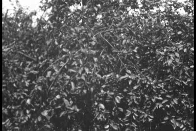 Cherry Picking, 1930