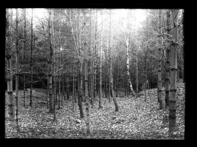 Forest in autumn