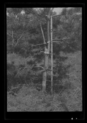 Tree damaged by mice