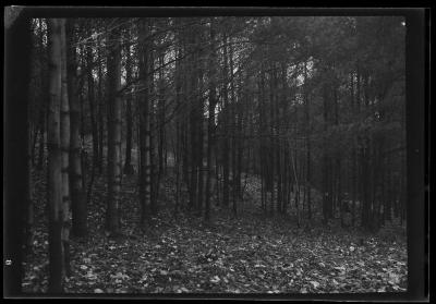 Fallen leaves in a clearing at the edge of a forest