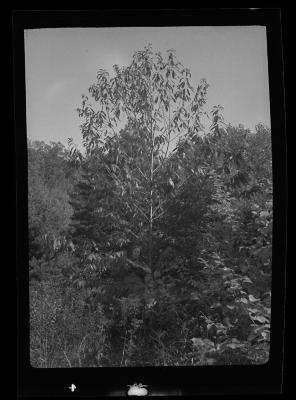 Forest south of Round Top, Greene County, N.Y.