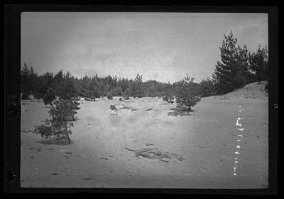 Pine trees on sandy soil, Keeseville, Clinton County