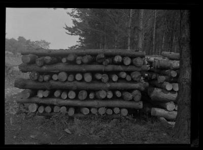 Stacked logs, Croghan, Lewis County