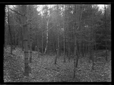 Forest in autumn