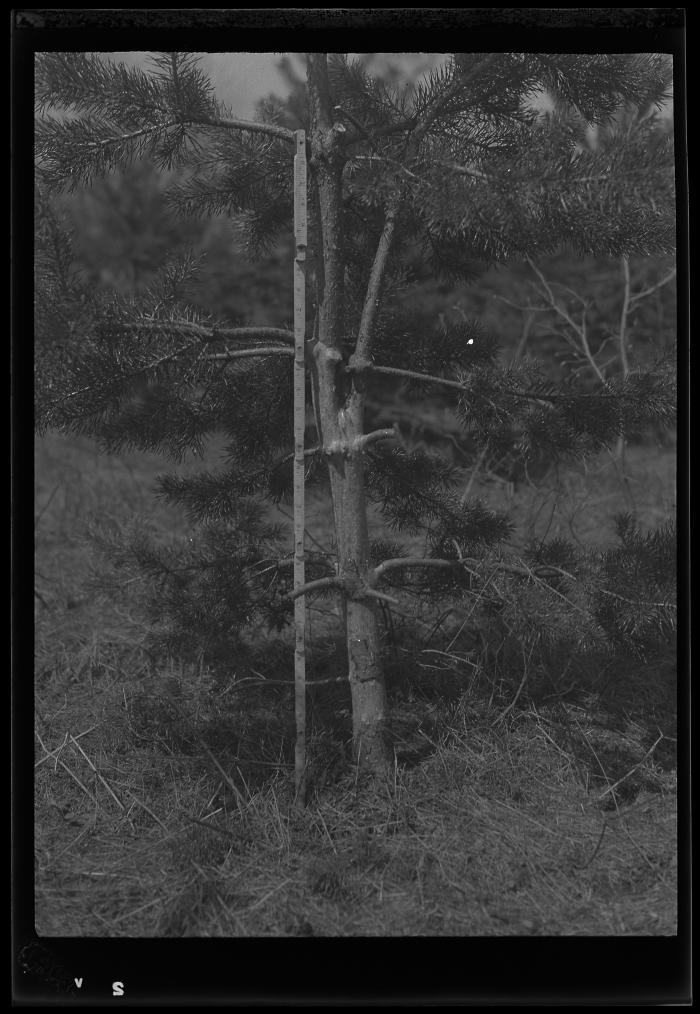 Tree damaged by mice