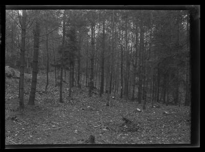 Clearing at the edge of a forest