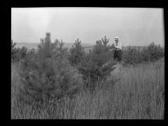 Tall grass and small trees