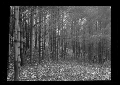 Fallen leaves in a clearing at the edge of a forest