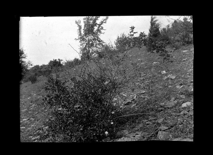 Picture of a landscape taken on an incline, Schoharie County