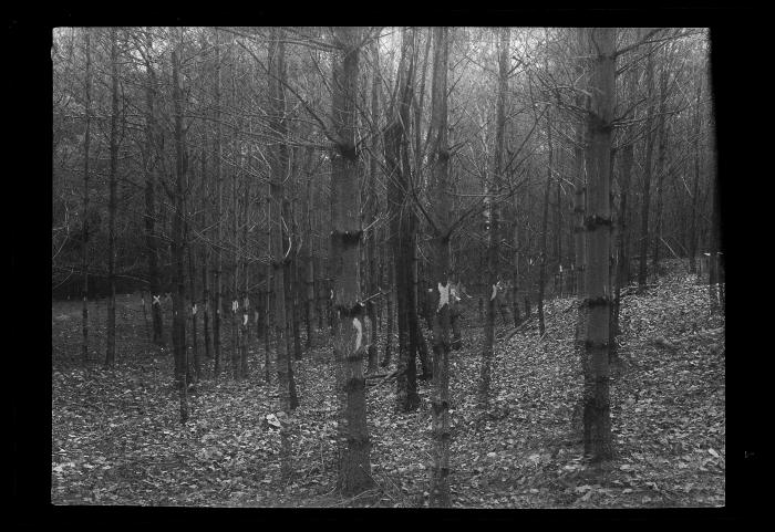 Trees marked with x's