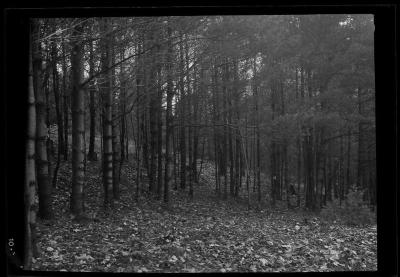 Fallen leaves in a clearing at the edge of a forest