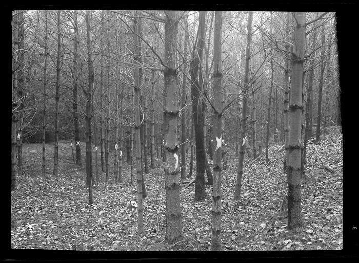Forest view