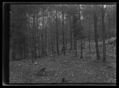 Clearing at the edge of a forest