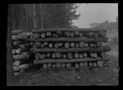 Stacked logs, Croghan, Lewis County