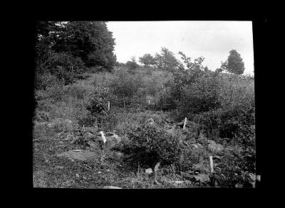 Chemical Eradication,  Schoharie County