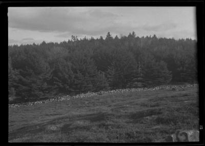 Grassy field on the edge of a forest of evergreens 