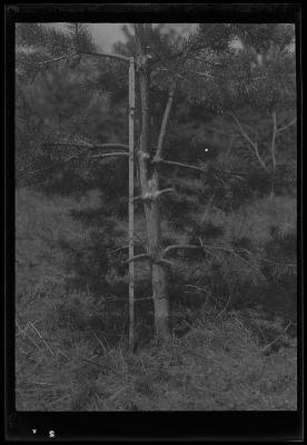 Tree damaged by mice