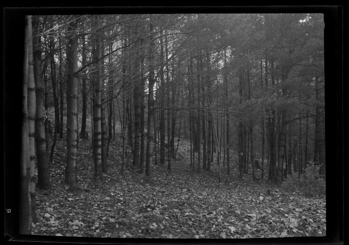 Fallen leaves in a clearing at the edge of a forest