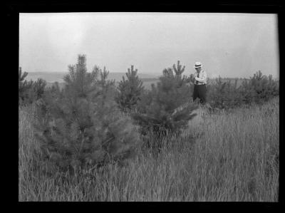 Tall grass and small trees